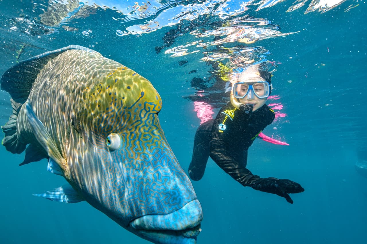 Great Barrier Reef Full-Day Pontoon Tour with Reef Magic from Cairns - image 11